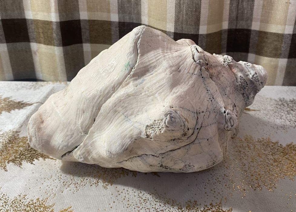 Ракушка океаническая