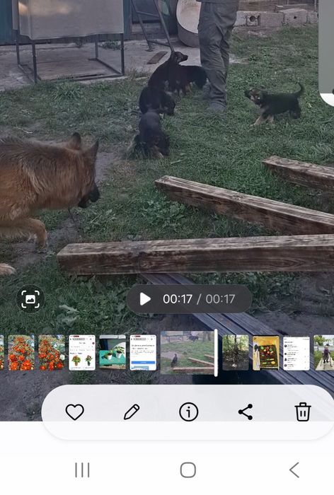 Продам цуценя!!!