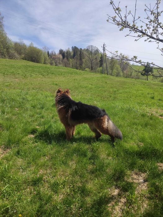 Хлопчик німецької вівчарки для в'язки