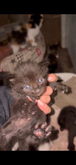 Gatinhos para adoção