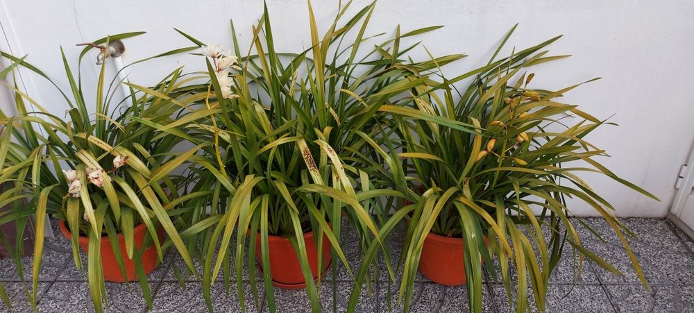 Orquídeas muito lindas