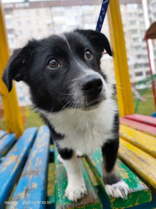 Цуценятко в пошуках родини