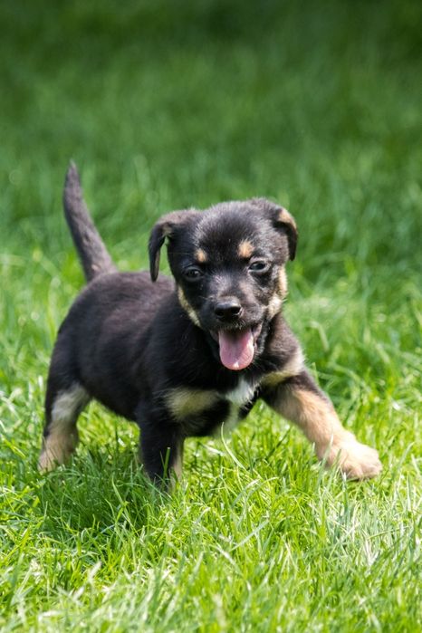Lola i Bolo szukają domu na zawsze