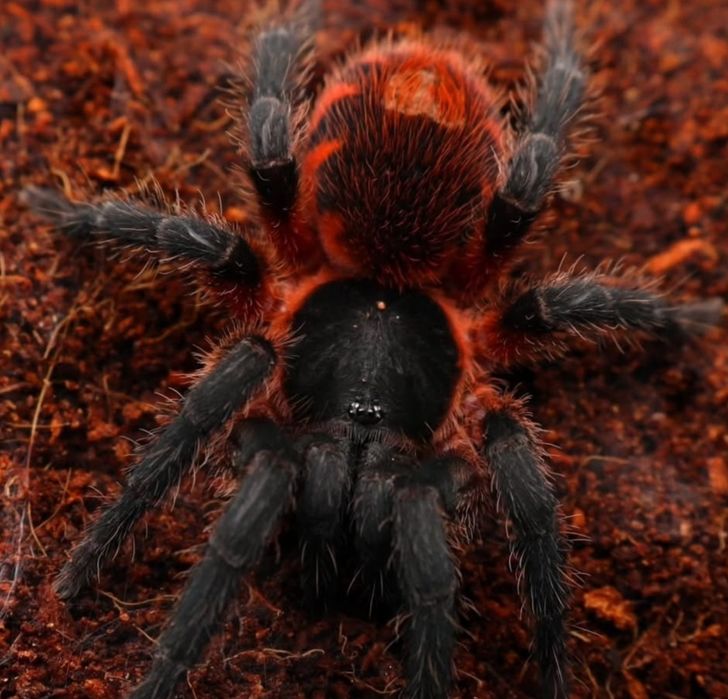 Davus sp. Panama 1cm długości ciała