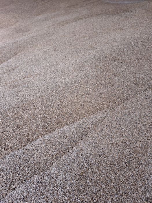 Продам канареечник