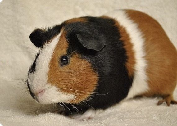 Віддам морську свинку хлопчики