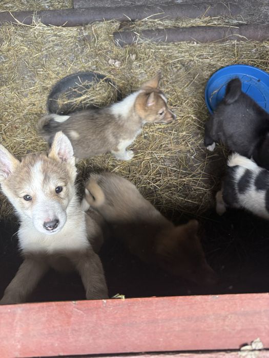 Продам цуценята Лайки