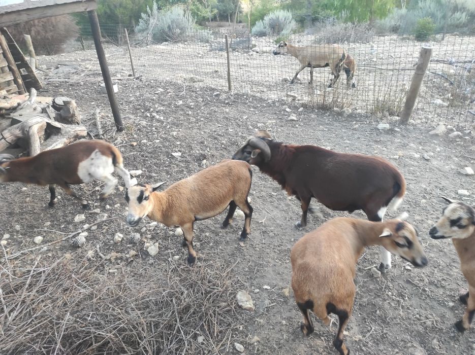 Ovelhas e carneiros