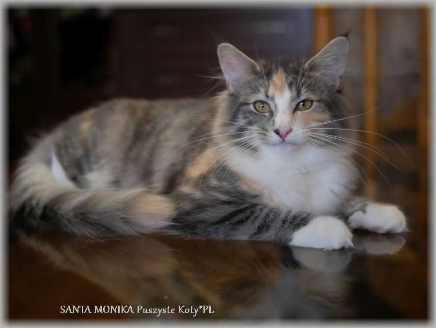 Niezwykła kotka norweska leśna