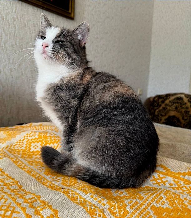 отдам_ кошки_ котята_ Софи