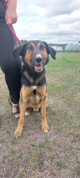 Wiktorek pies do adopcji