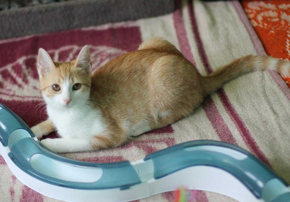 Nela, czteromiesięczna koteczka do adopcji.