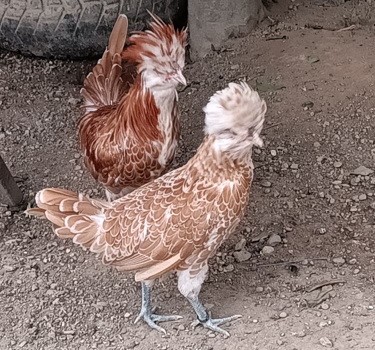 Casal de Paduanas