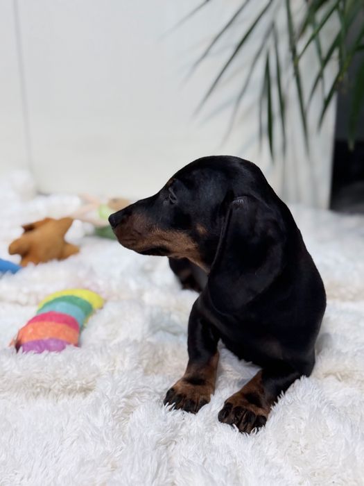 Teckel excelente e lindo machinho