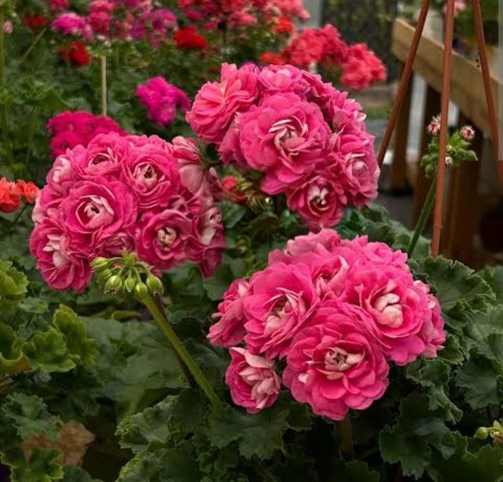 Пеларгонія Ириол сударыня Зоя