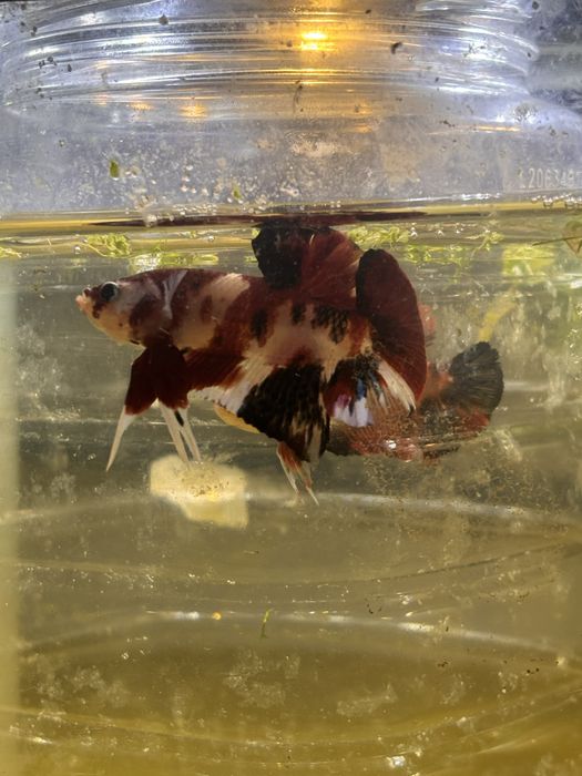 Bettas de seleçao