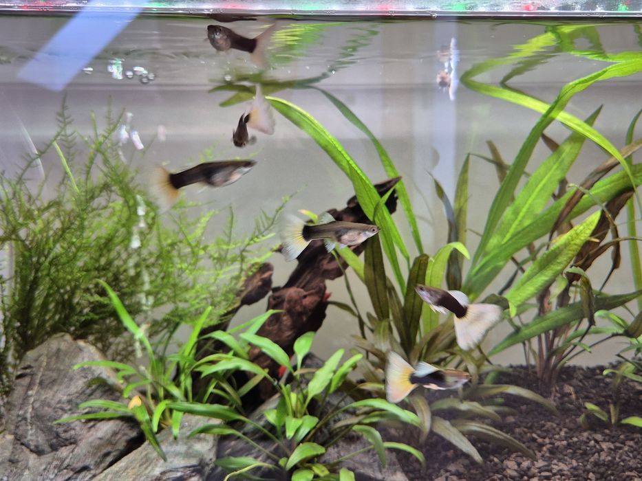 Gupik HB pastel 5 cm