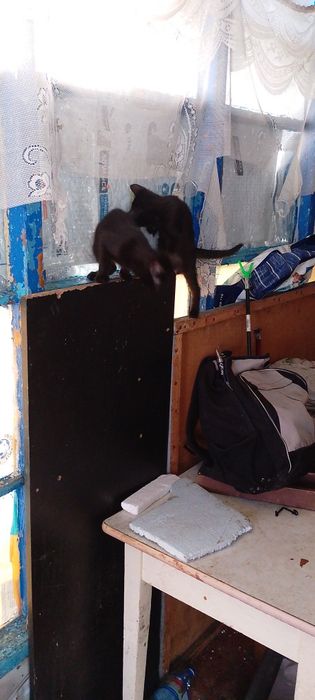 Коти в добрі руки