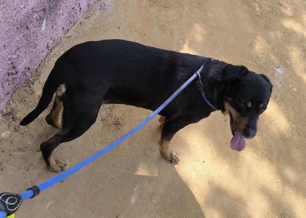 Passeio Cães / The Dog Walker