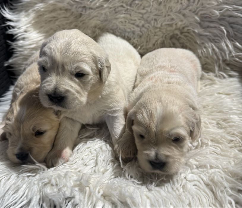 Golden Retrievier