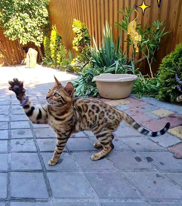 Бенгальське кошеня