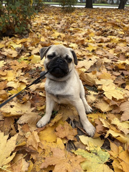 Продам срочно собаку мопса