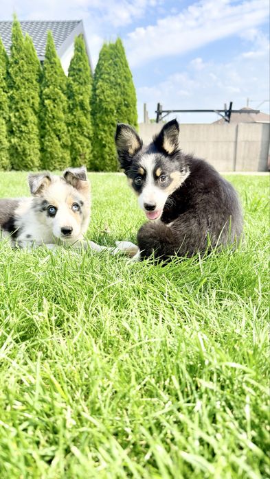 Border collie suczka