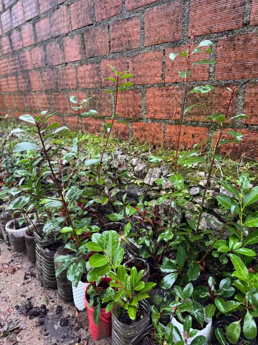 Photinias para sebes