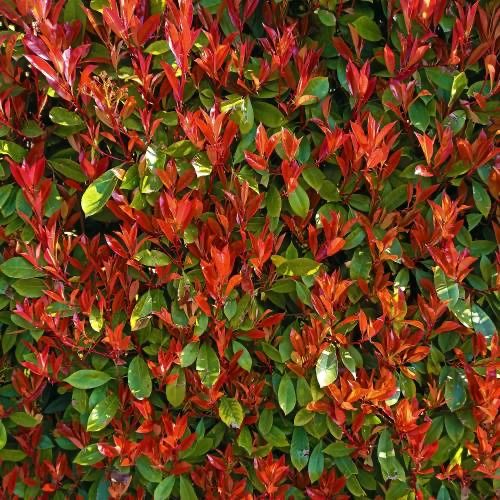 Photinias Carre Rouge