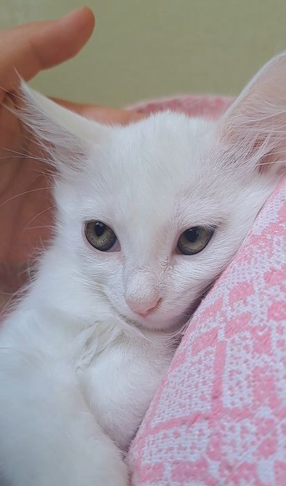 Казкові кошенята 2,5 міс в добрі родини