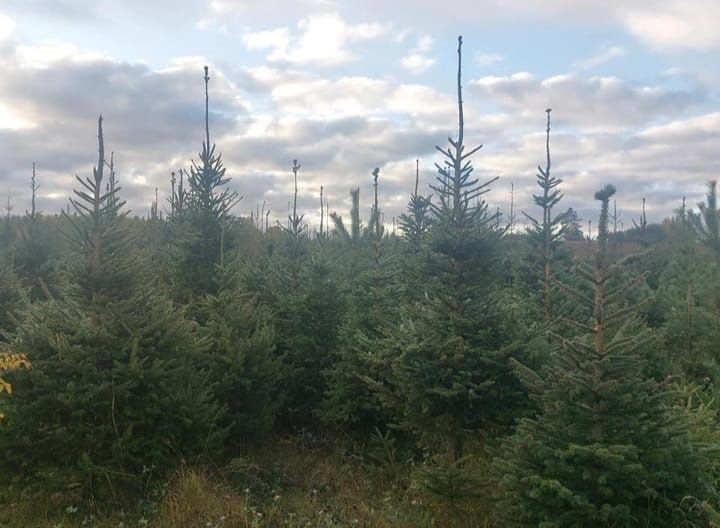 Choinki świerk pospolity