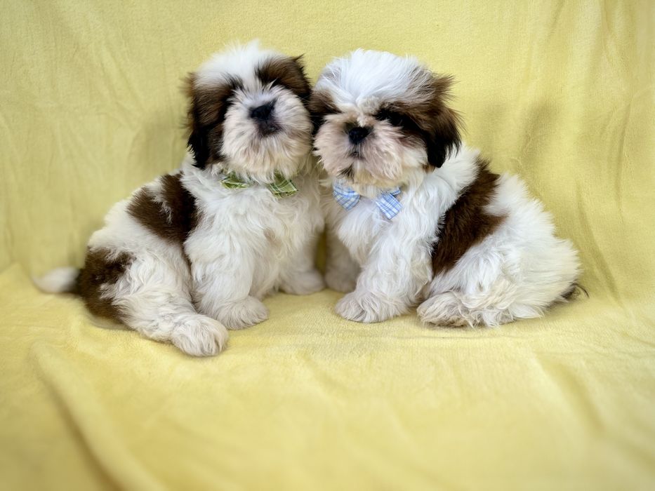 Shih tzu Samiec z Rodowodem