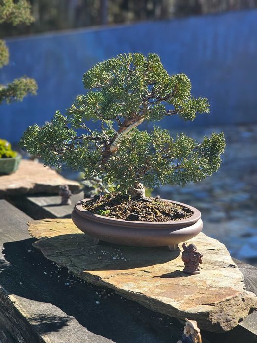 Bonsai juniperus itoigawa
