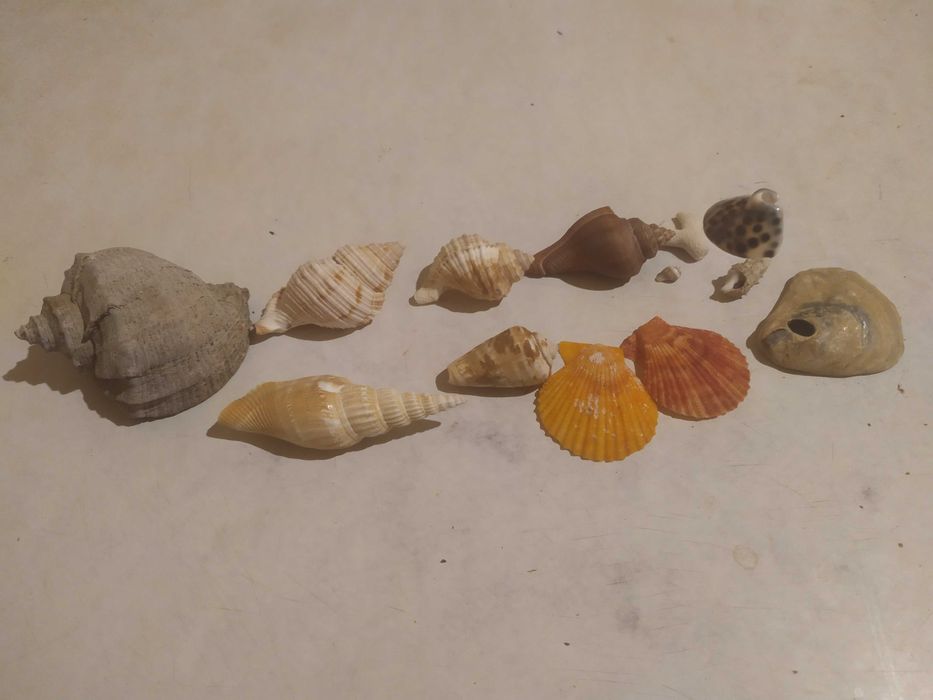 Ракушки морские для аквариума, мушли.