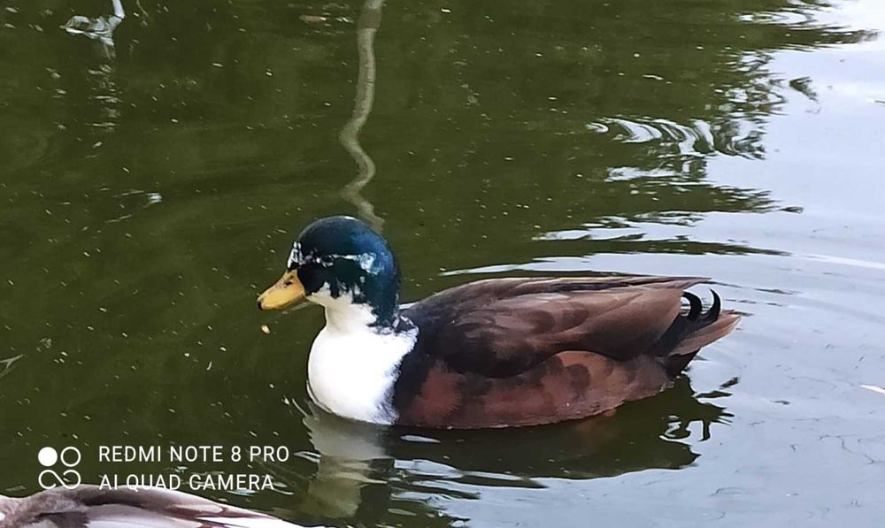 Sprzedam kaczki miniaturowe call duck - 2 kaczorki