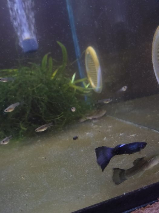 Guppy blue moscow juvenis (2 meses)