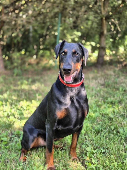 Nero szuka domu! Dorosły doberman do adopcji!