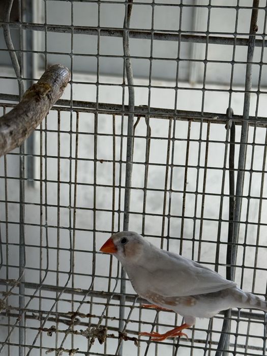 Mandarins de 2026 exoticos