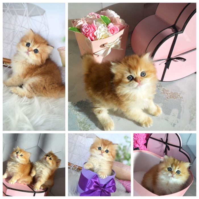 Британская золотая шиншилла котята