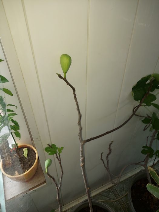 Черенки  инжира   и Гранат