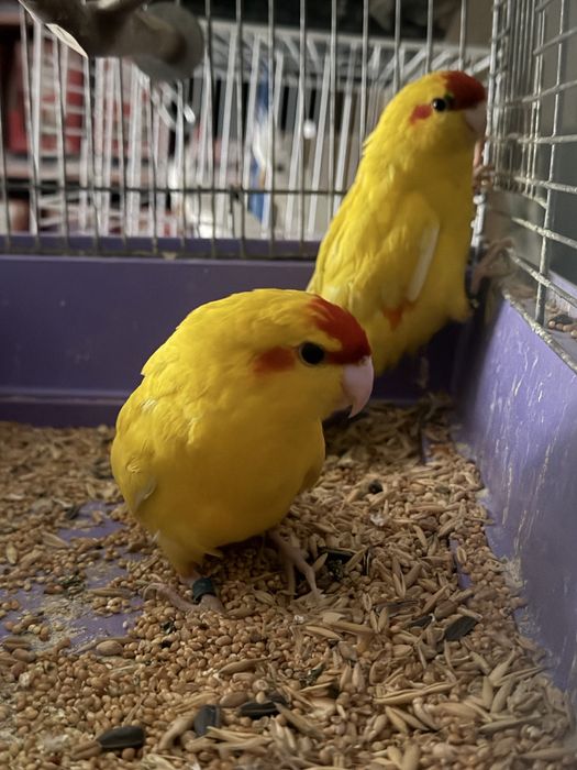 Крыски разных окрасов и пород