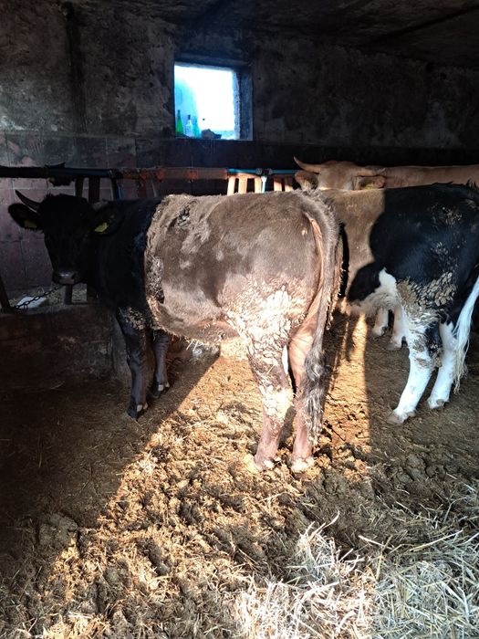 Witam sprzedam 2 jalowki