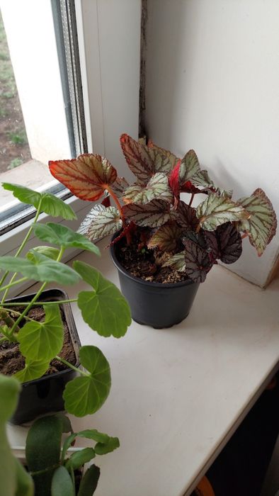 Кімнатні лілії, вазони