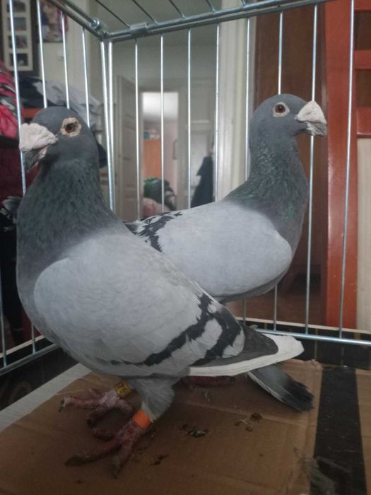 Gołębie sprzedam