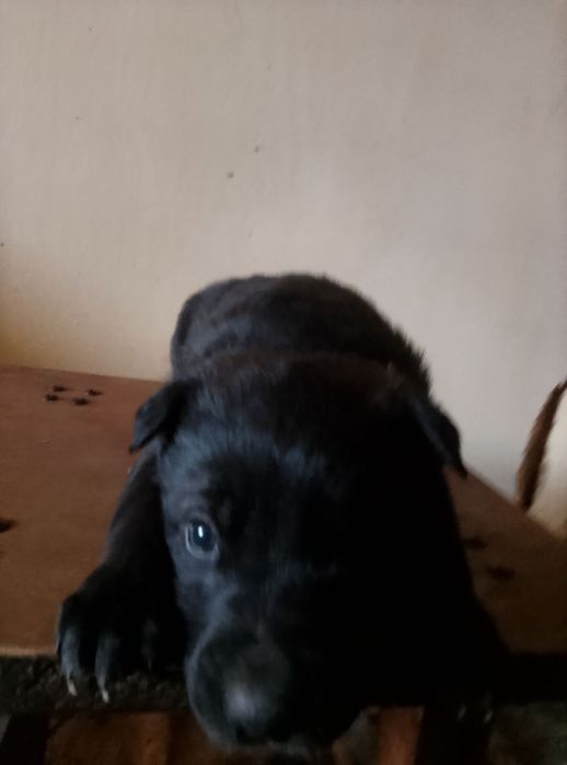 Віддам безкоштовно