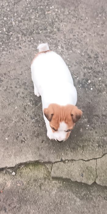 Джек Рассел тер'єр