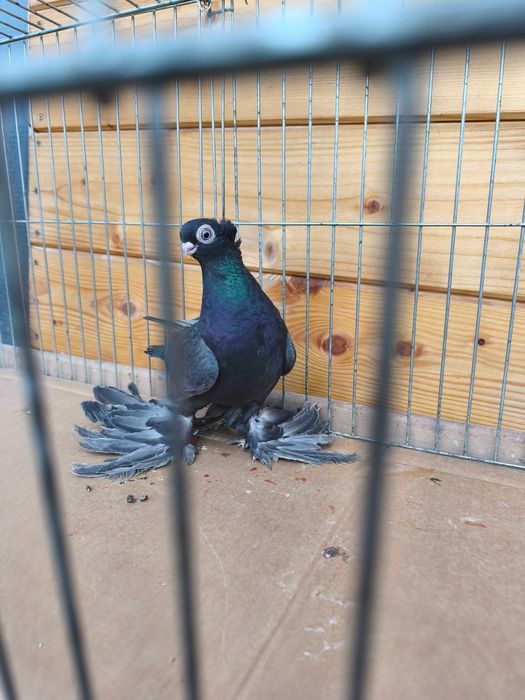 Wywrotki mazurskie wywrotek