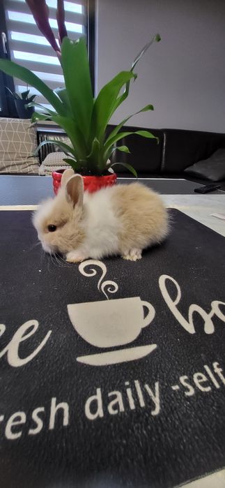 Króliczki karzełki miniaturki teddy