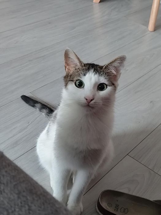 Feta szuka kochającego domu