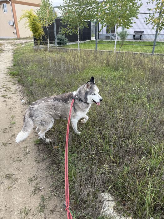 Хаскі хлопчик шукає дім